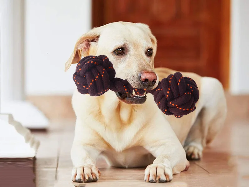 Hur man väljer hundtuggar leksaker？